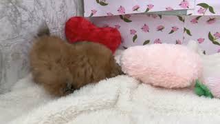 ハーフ犬の動画01
