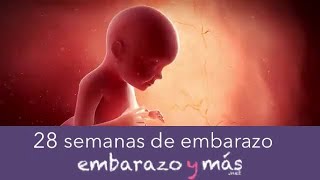 28 semanas de embarazo - Séptimo mes - EMBARAZOYMAS