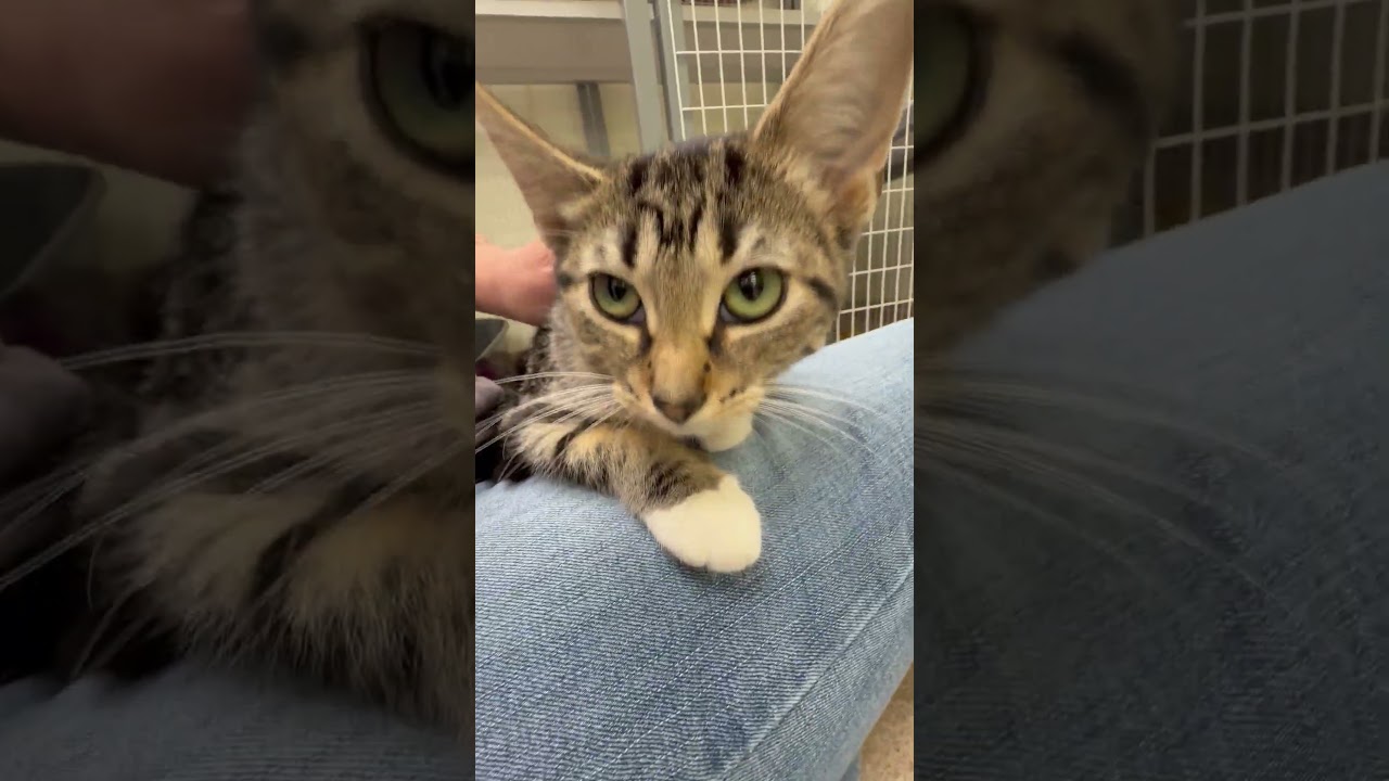 Enlarge Madilyn, a Adoptable Domestic Short Hair in Oshkosh, WI video 5/5