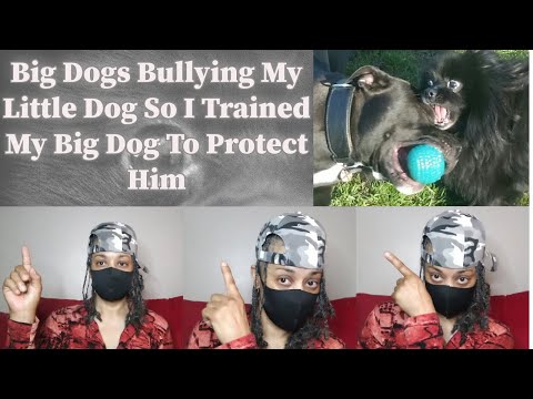 Cute Little Dog Gets Bullied At The Park so I trained my Big Dog to protect him #cutedog