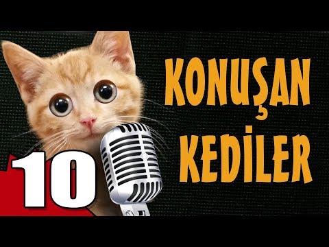 Konuşan Kediler 10 - En Komik Kedi Videoları
