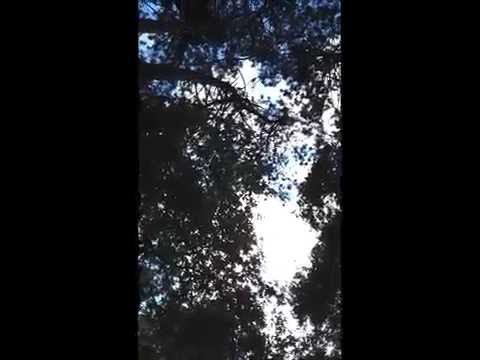 Talking to the sparrowhawk