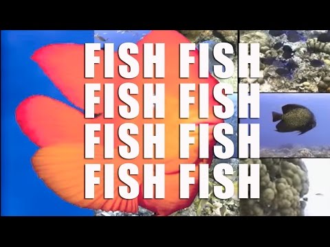 fishFishFISH Android