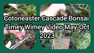 Cotoneaster Cascade Bonsai Timey Wimey Video May Oct 2023