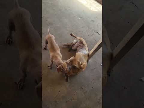 Connie, an adopted Corgi & German Shepherd Dog Mix in Sherwood, OR_image-1