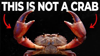Why Do Animals Keep Evolving Into Crabs?