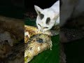 Ikan Hias Laut Buntal Berbahaya