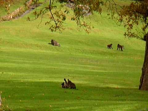 Baboons Frolicking at Groot Constantia