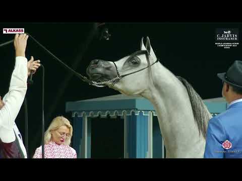 N 113 D SHAHHAR   World Arabian Horse Championship 2023   Doha   Junior Colts   Section B Class 5B