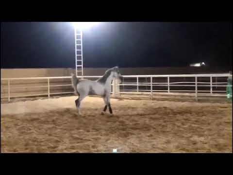 نديم الدار ابن شامخ الدانات الحصان العربي by shamekh al danat