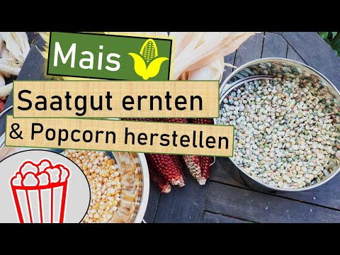 Mais Saatgut ernten 🌽 Von der Pflanze zum Saatgut 🌱 +  daraus Popcorn selber machen 🍿 Saatenvielfalt