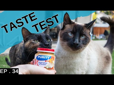 Will our Siamese Cat love baby food (It's just an experiment)