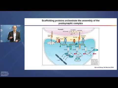 Dissecting Neurobiological Mechanisms of ASD: From Genes to Circuits