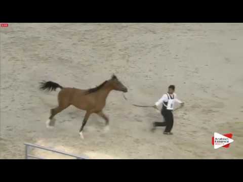 N.91 BEN MARAJJ - Sharjah 2016 - 2 Years old Colts (Class 5)