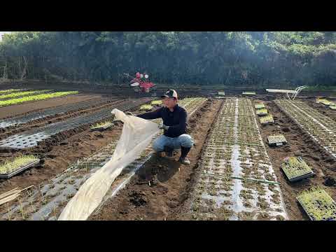 タマネギにエプソムソルトを施肥する理由