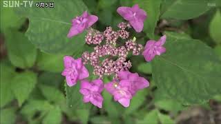 淡路島の紫陽花（アジサイ）名所　あわじ花山水
