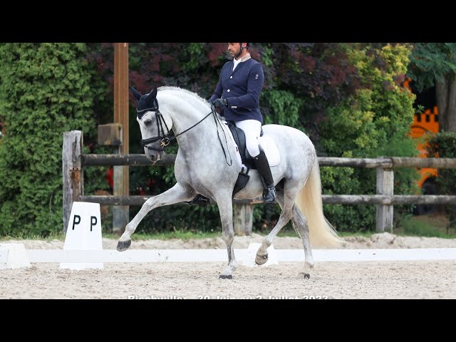 Entire PRE Pure Spanish Bred For sale 2011 White