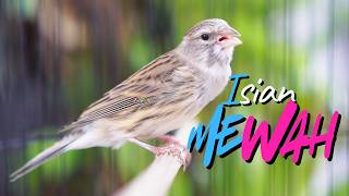 Download lagu JUARANYA BIKIN CENGKOK MEWAH - MASTERAN KENARI ISIAN BLACKTHROAT GACOR DURASI PANJANG MUDAH DITIRU mp3 Download lagu JUARANYA BIKIN CENGKOK MEWAH - MASTERAN KENARI ISIAN BLACKTHROAT GACOR DURASI PANJANG MUDAH DITIRU mp3