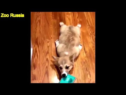 Dog Likes To Slide On The Floor
