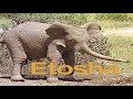 Etosha Africa S Untamed Wilderness Trailer