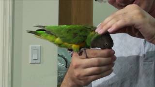 Kili Senegal Parrot - Petting My Senegal Parrot