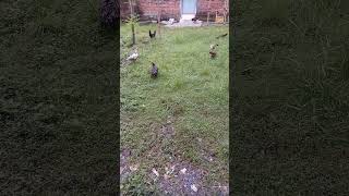 Download lagu #beda kasta#shorts#shortvideo#youtubeshort#hiburan#viralshorts mp3 Download lagu #beda kasta#shorts#shortvideo#youtubeshort#hiburan#viralshorts mp3