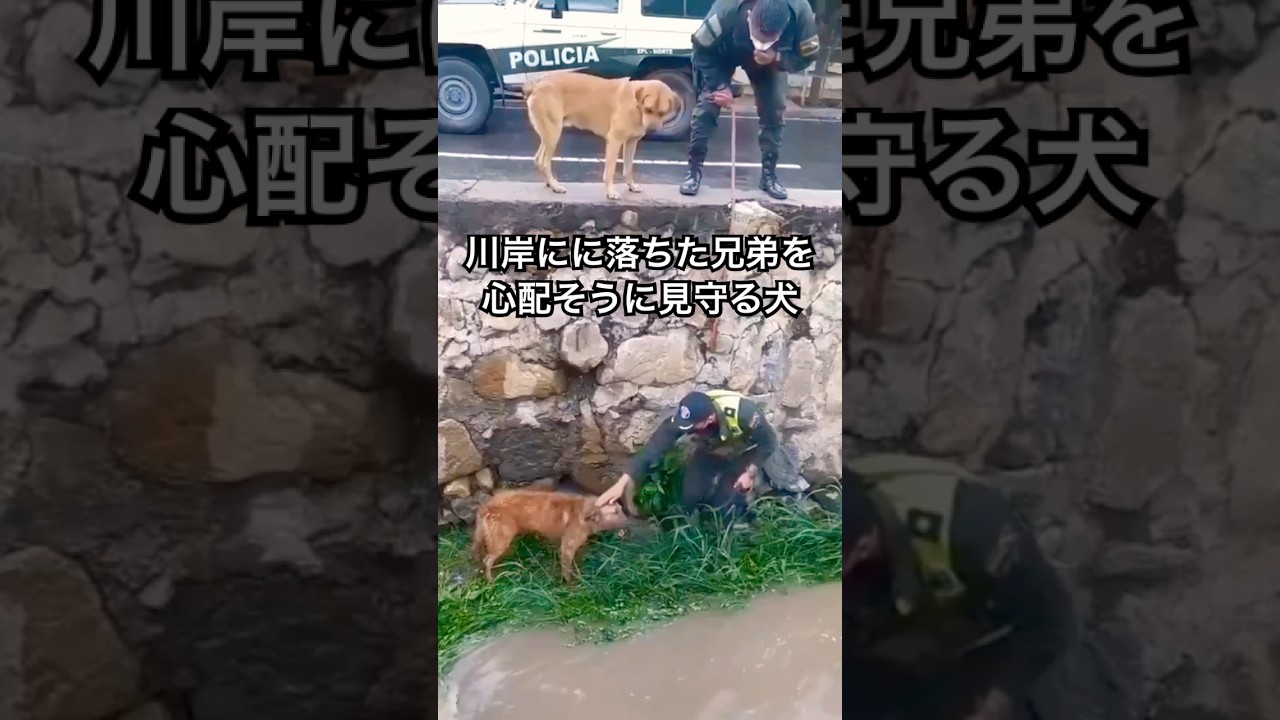 川岸に落ちた兄弟を心配そうに見守る犬