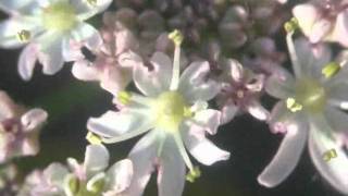 Thru the Flowers (or What it's like to be a Bee) - The Primitives