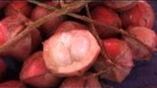 preview picture of video 'Wild fruit of Sarawak, Borneo-'Bilimbing Merah' (Baccaurea Angulata)'