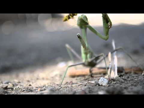 NOT FOR SENSITIVE VIEWERS!!! KING OF INSECTS GETS TAKEN DOWN!!! MUST SEE!