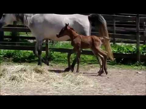 Saida Jamil by DF Malik Jamil