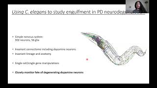 [German-Rojas] Células musculares y neuronales fagocitan neuronas en la enfermedad del Parkinson