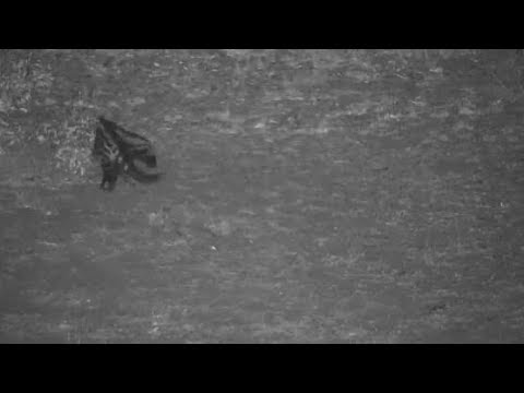 Djuma: Civet - 20:30 - 10/27/19