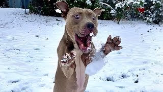 Pitbull Dogs Reacting to First Snow - Funniest Pet Ever!