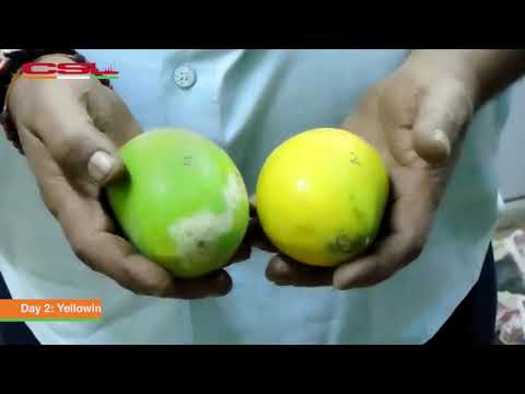 Natural and Cost-Effective Mango Ripening Using Ethylene