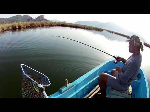 Levrek Sea Bass - Dicentrarchus Labrax