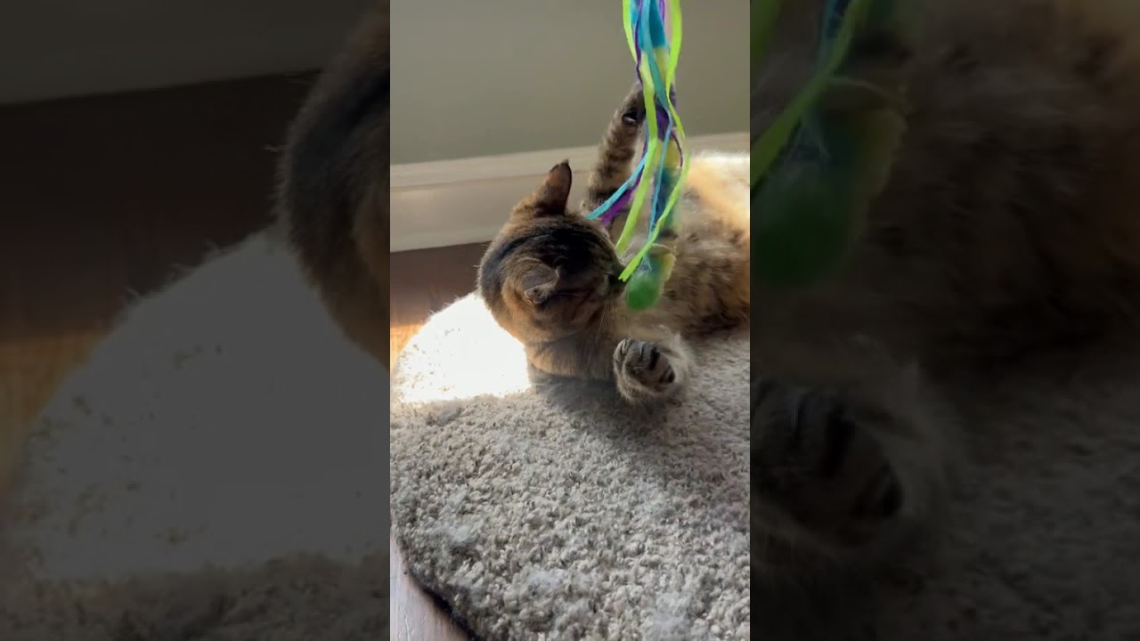 Enlarge POPPY, a Adoptable mixed breed in Louisville, TN video 4/4