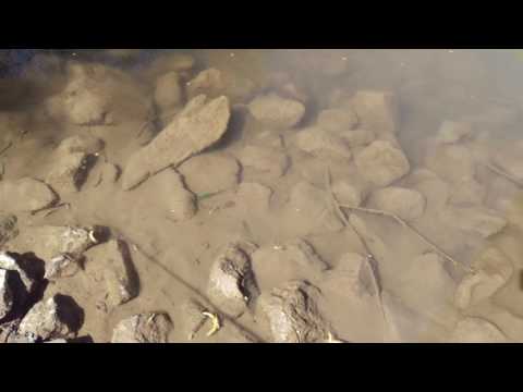 Drunk Bait Laufverhalten