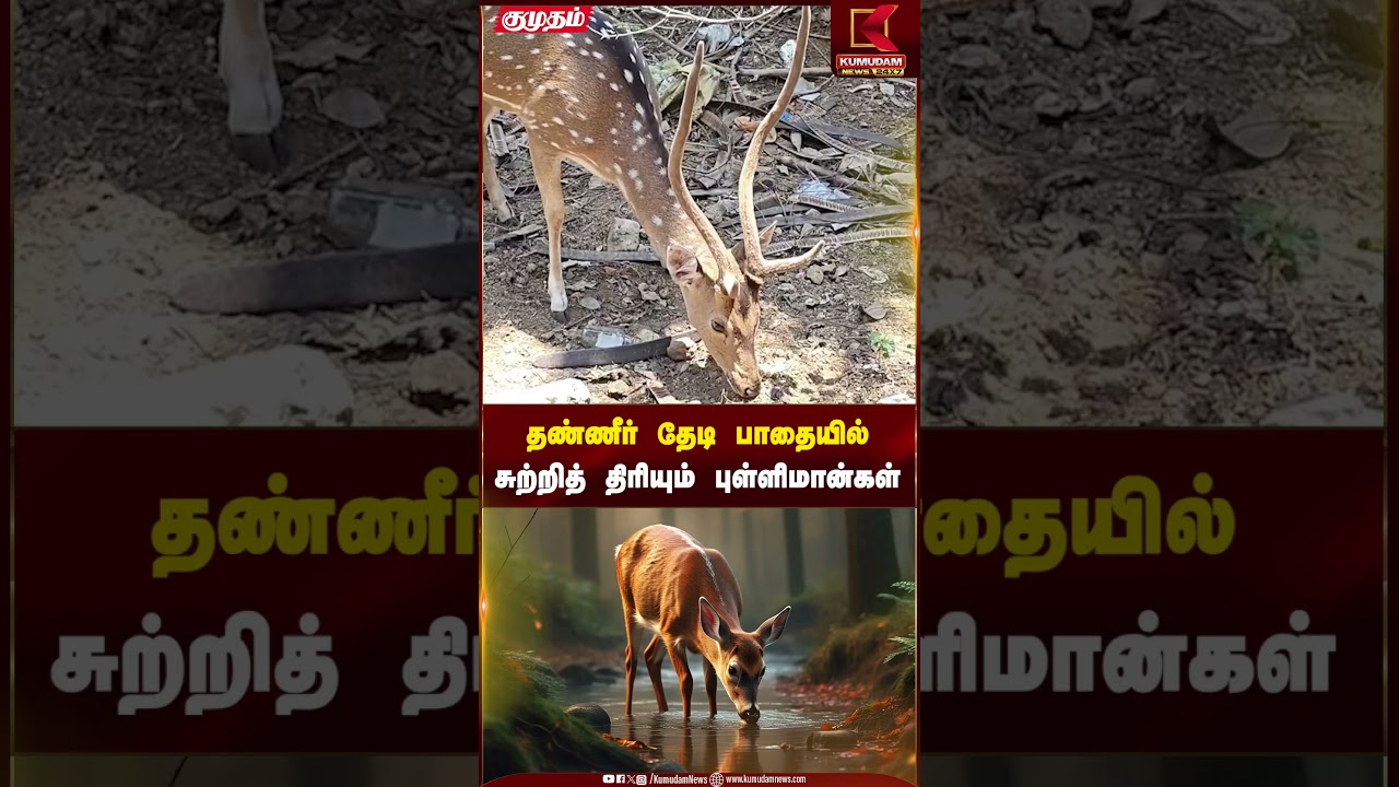 Deer in Search of Water: தண்ணீர் தேடி பாதையில் சுற்றித் திரியும் புள்ளிமான்கள் | Kumudam News