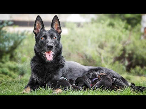 "C" Dark Venoom - 7 days old