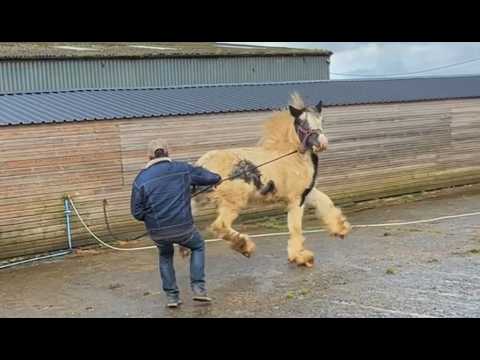 New companion Horse is extremely difficult!?? Wont let anyone touch him!!