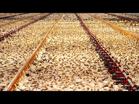 How to Grow 70 Million Chickens Non-Stop OMG! - Farming Technology 2023