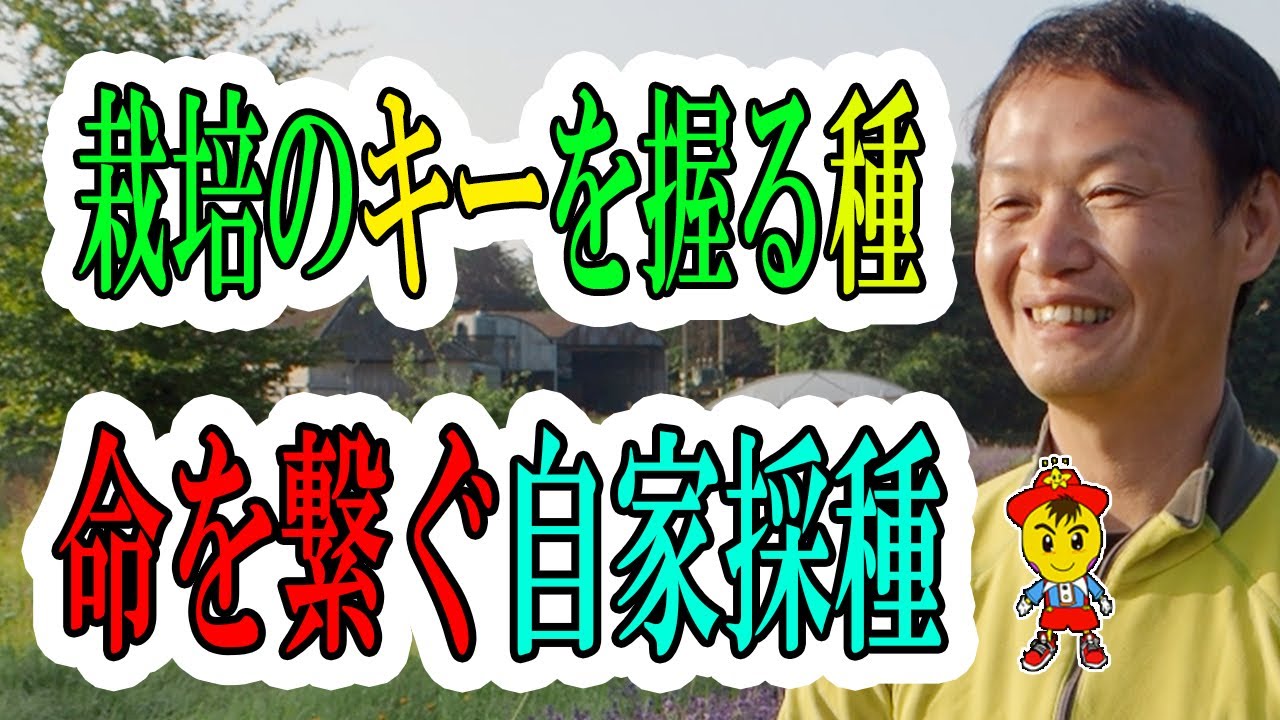 自然栽培における自家採種の基本|水菜・大根・カブの種取り手順と畑の観察