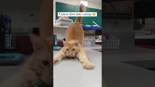 Funny Cats #cat #cute #catvideo #cutecat #funnyvideo #pets