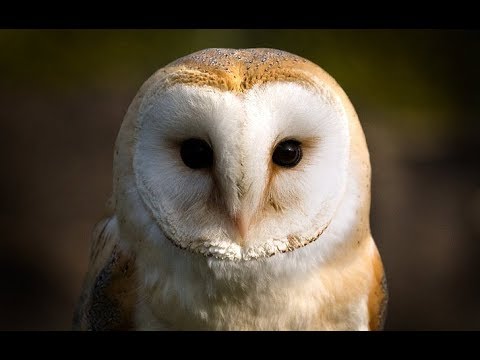 image-Did you know facts about barn owls?