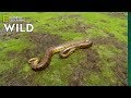 The Anaconda Is A Heavyweight Of Snakes Nat Geo Wild