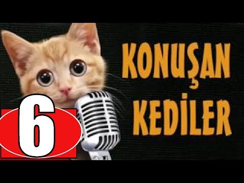 Konuşan Kediler 6 (1.SEZON TÜMÜ)