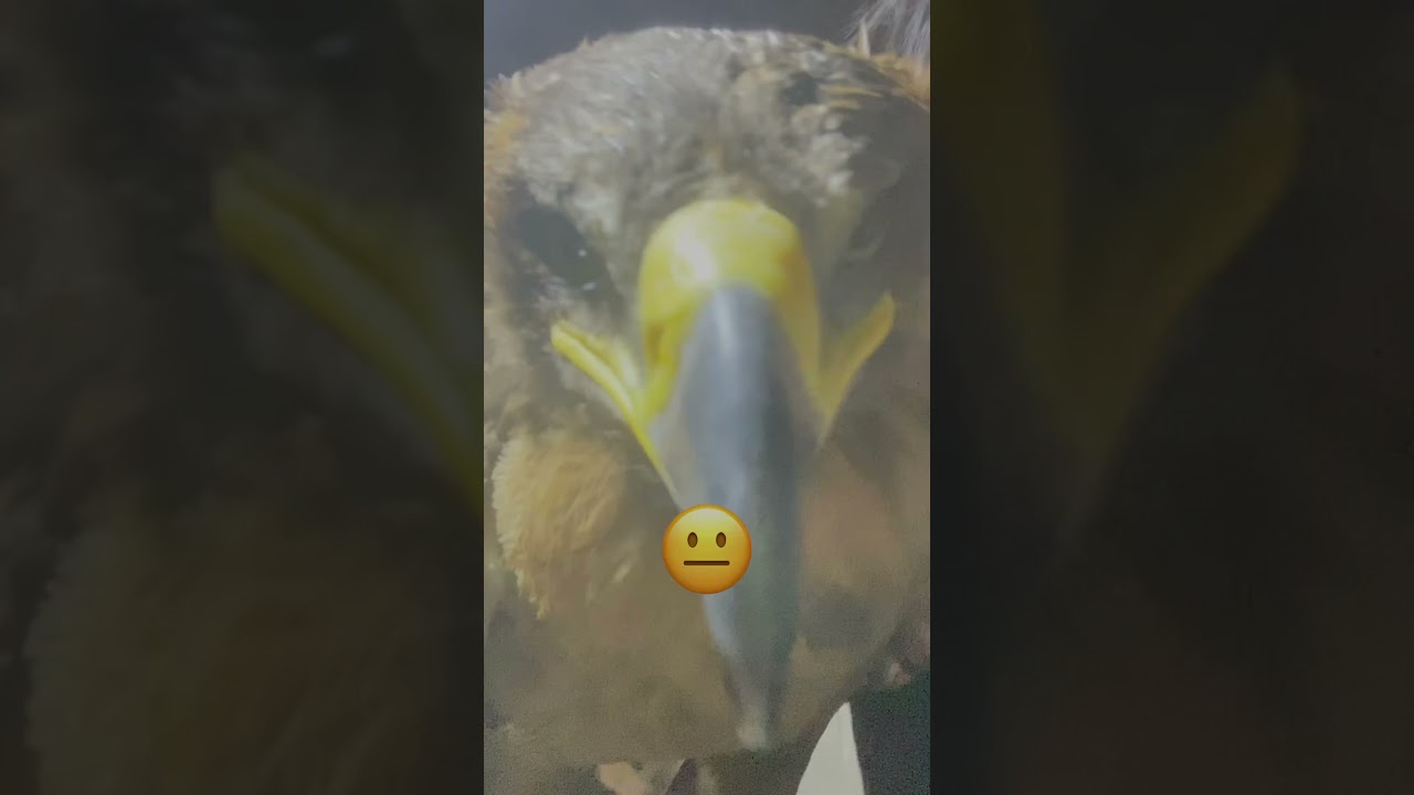 Unseen Footage – Steppe Eagle Feeding Like Never Before! #birds #falcon #steppeeagle #eagle