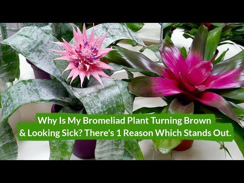 Why Is My Bromeliad Plant Turning Brown & Looking Sick? / Joy Us Garden Video