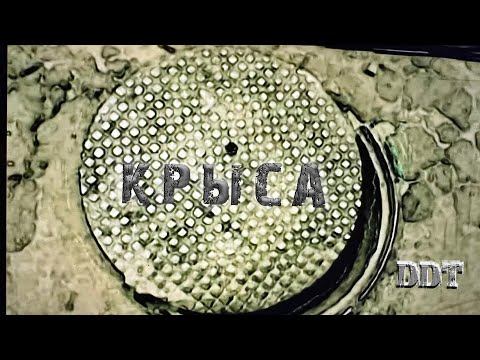 ДДТ — Крыса